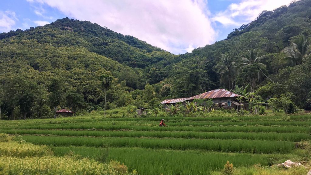 Reisfelder und Häuser auf dem Weg nach Wae Rebo