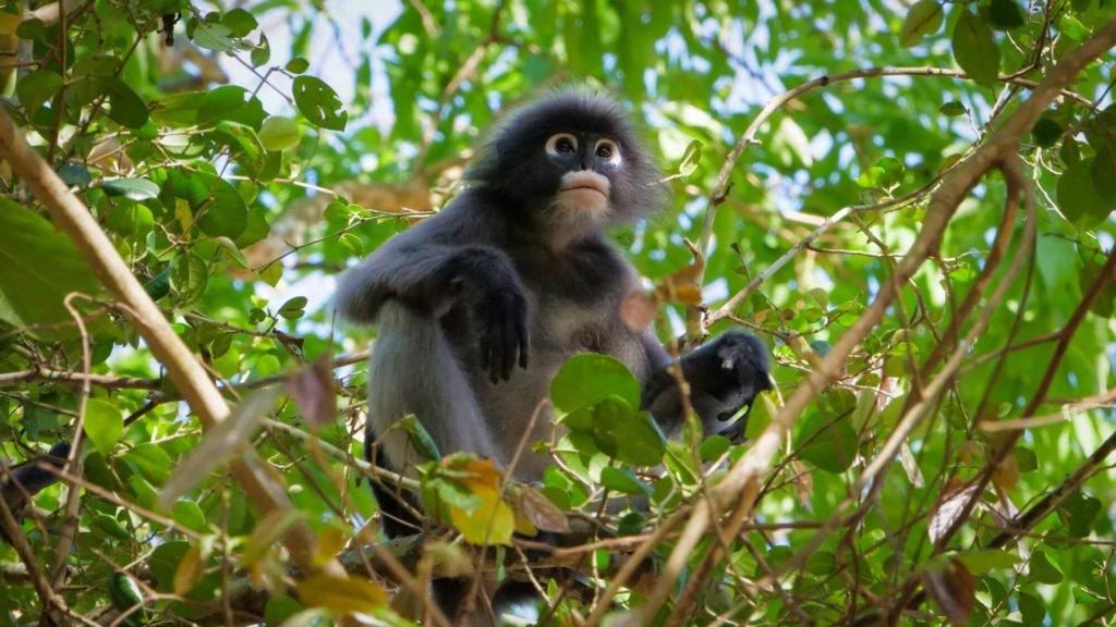 Brillenlangur Affe im Kaeng Krachan Nationalpark, Thailand