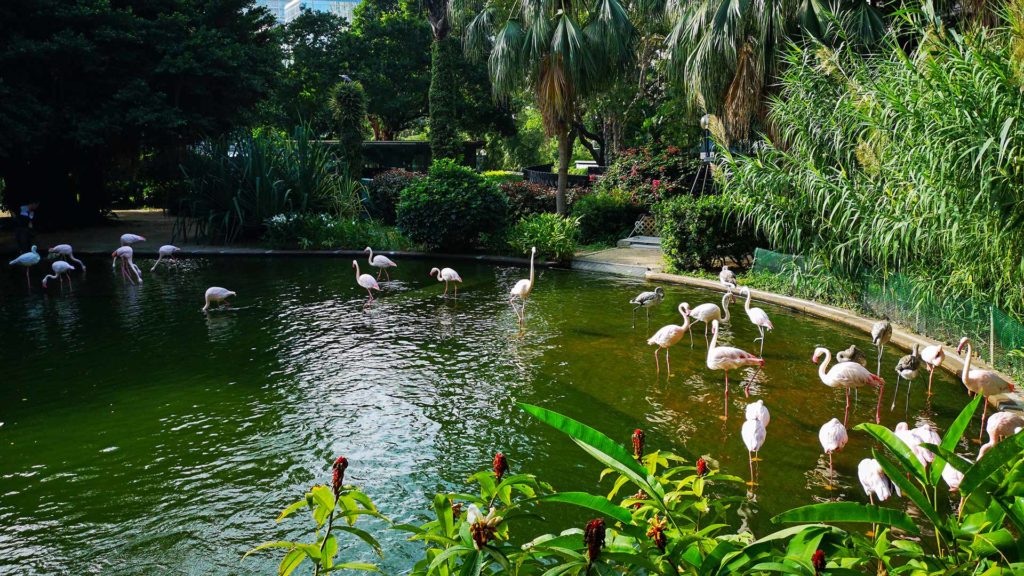 Flamingos im Kowloon Park von Hong Kong