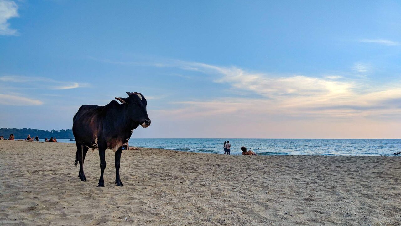 Kuh am Strand in Süd-Goa, Indien