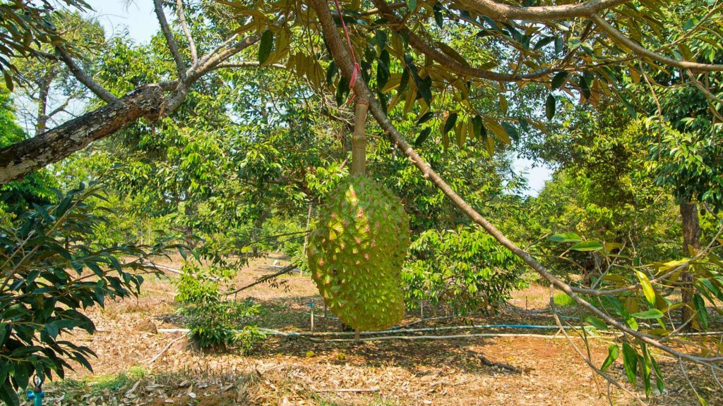 Durian-Frucht am Baum auf Koh Chang