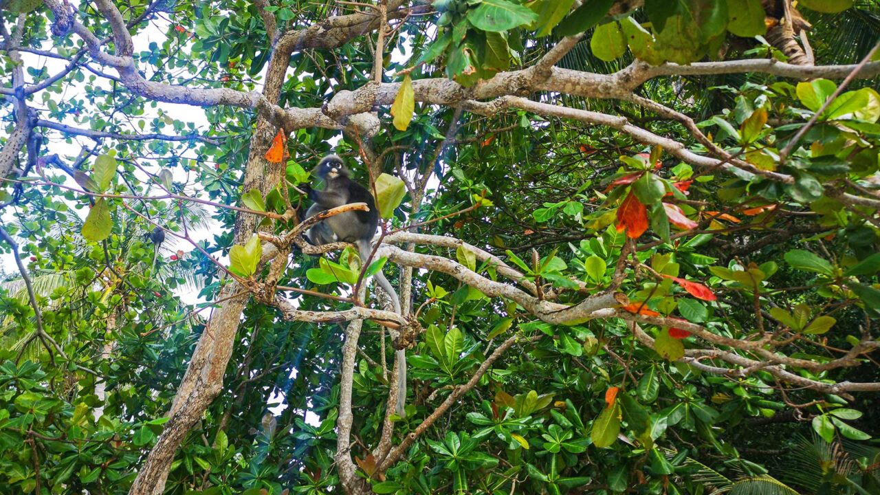 Spectacled Langur Monkey at Railay Beach West in Krabi