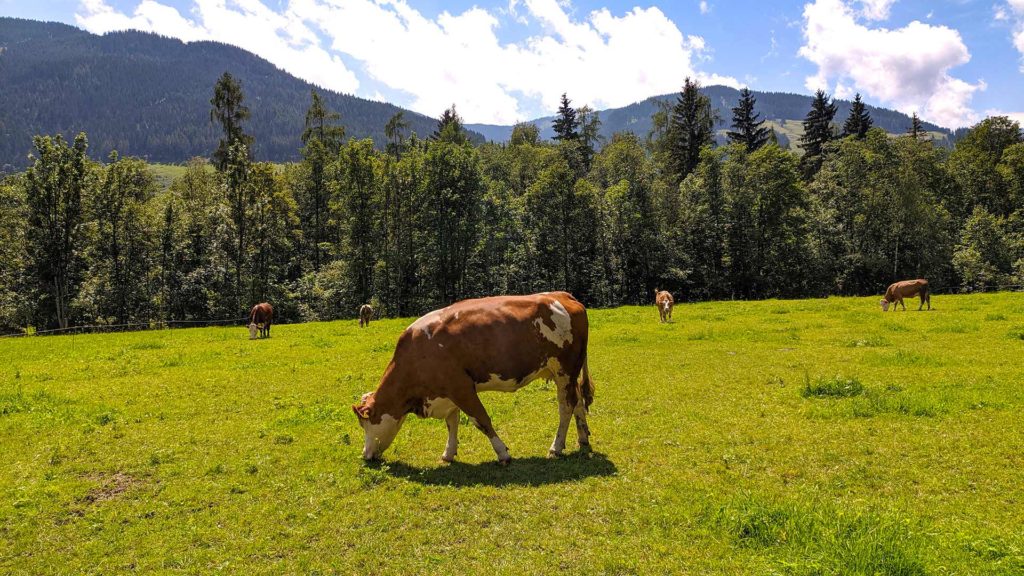 Cow on a green meadow in Leogang, Austria