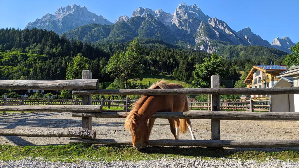 Horse in Leogang with the beautiful mountain panorama in the background