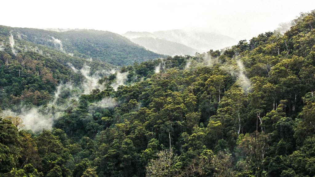 Der Regenwald von Kuranda bei Cairns
