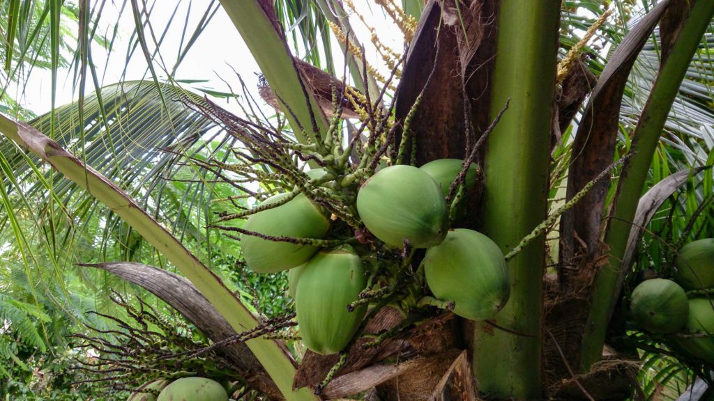 Kokosnüsse aus Ben Tre