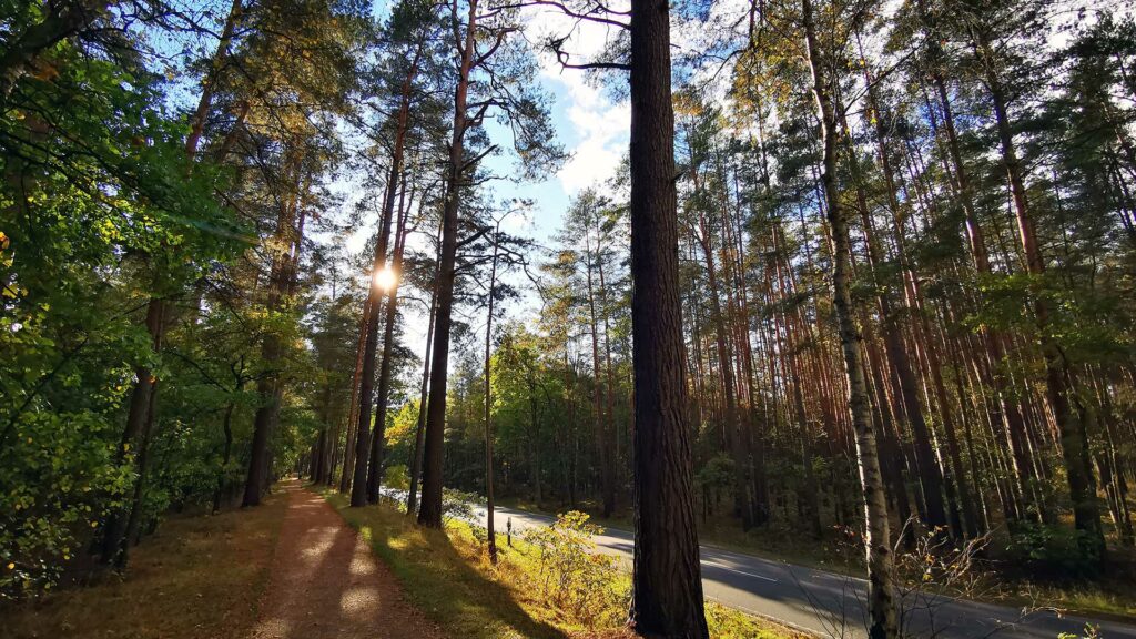 Mikroabenteuer bei einem Waldspaziergang in der Nähe von Lüneburg