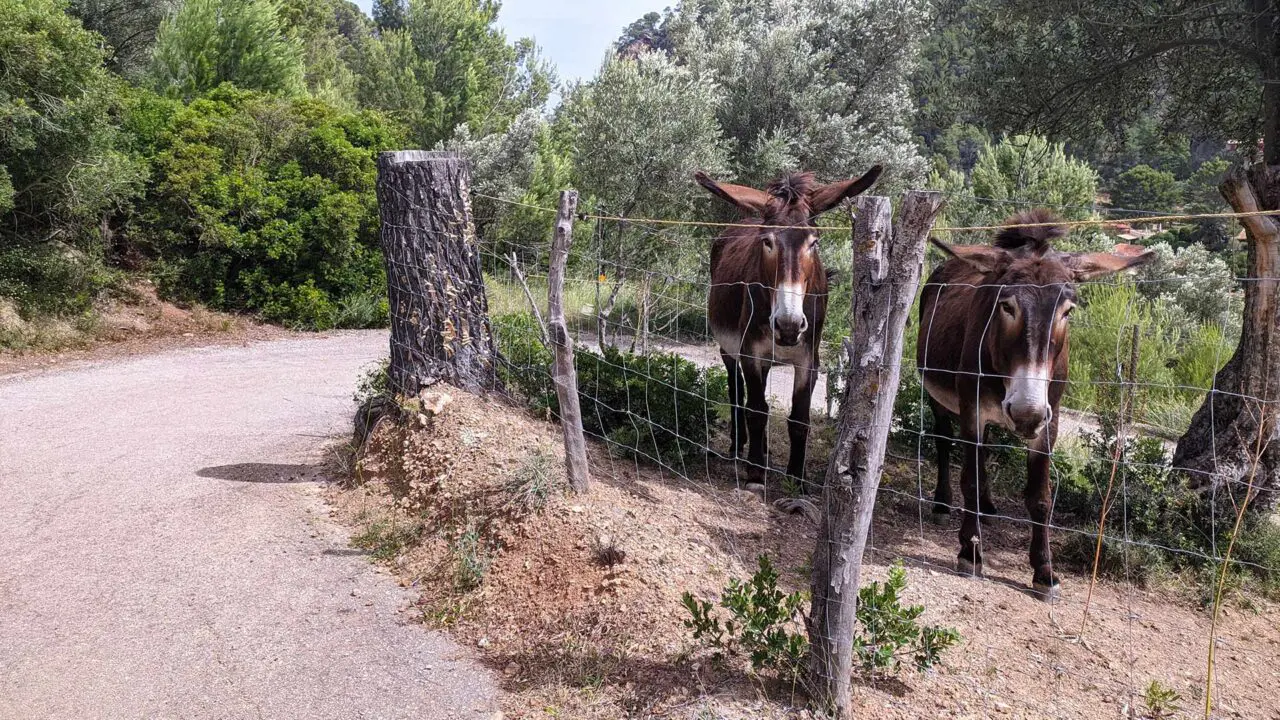 Donkey at the roadside on the way to Deià, West Mallorca