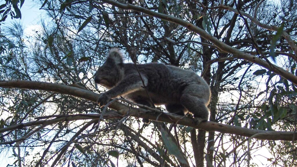 Koala am Kennett River, Australien