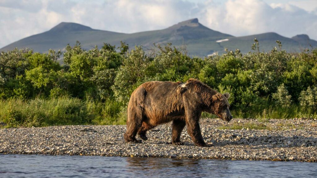 Brown bear in front of the mountains in Katmai National Park in Alaska, USA