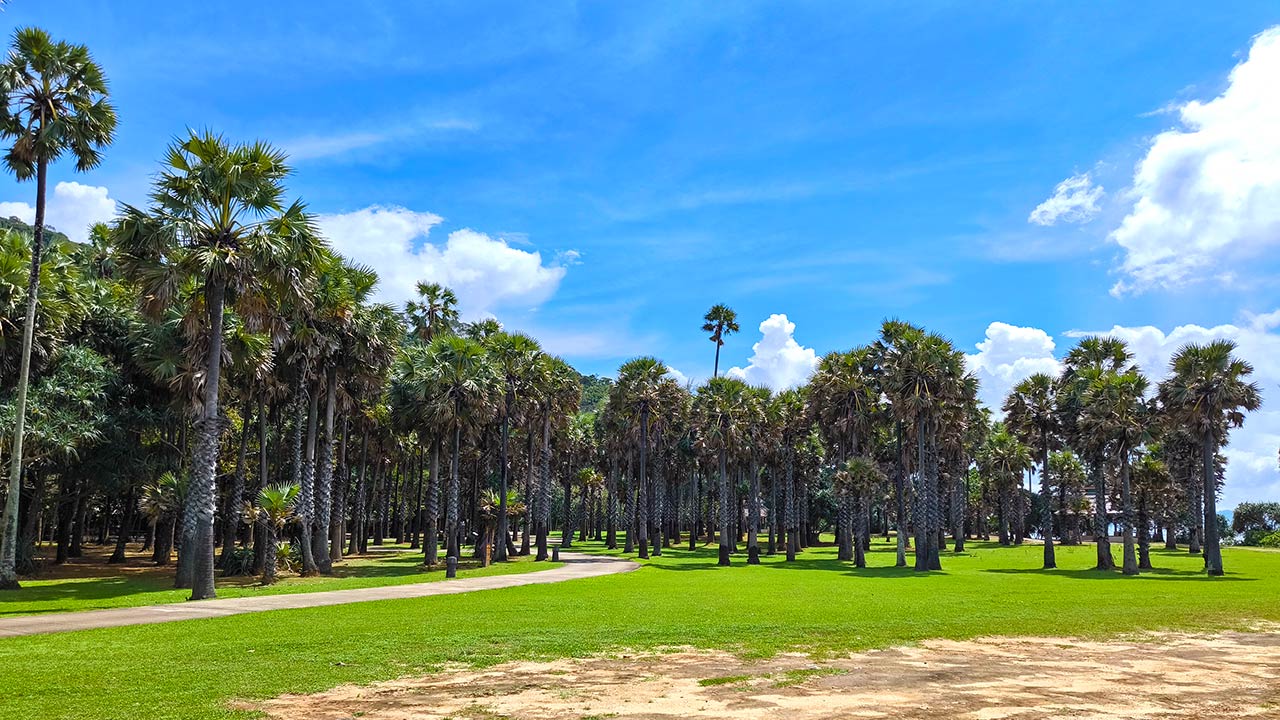 Palmen im Koh Lanta Nationalpark